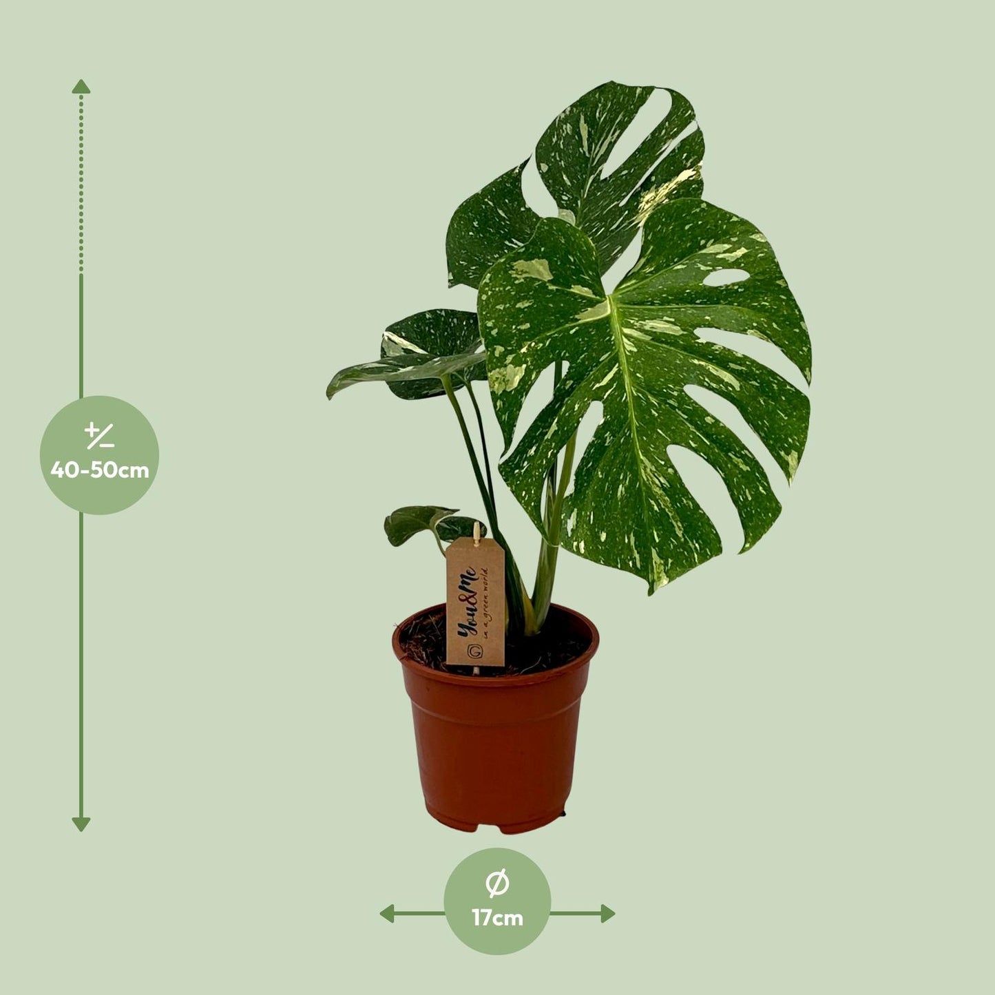 Monstera Deliciosa - Ø17cm - ↕50cm - Pflanzfix24