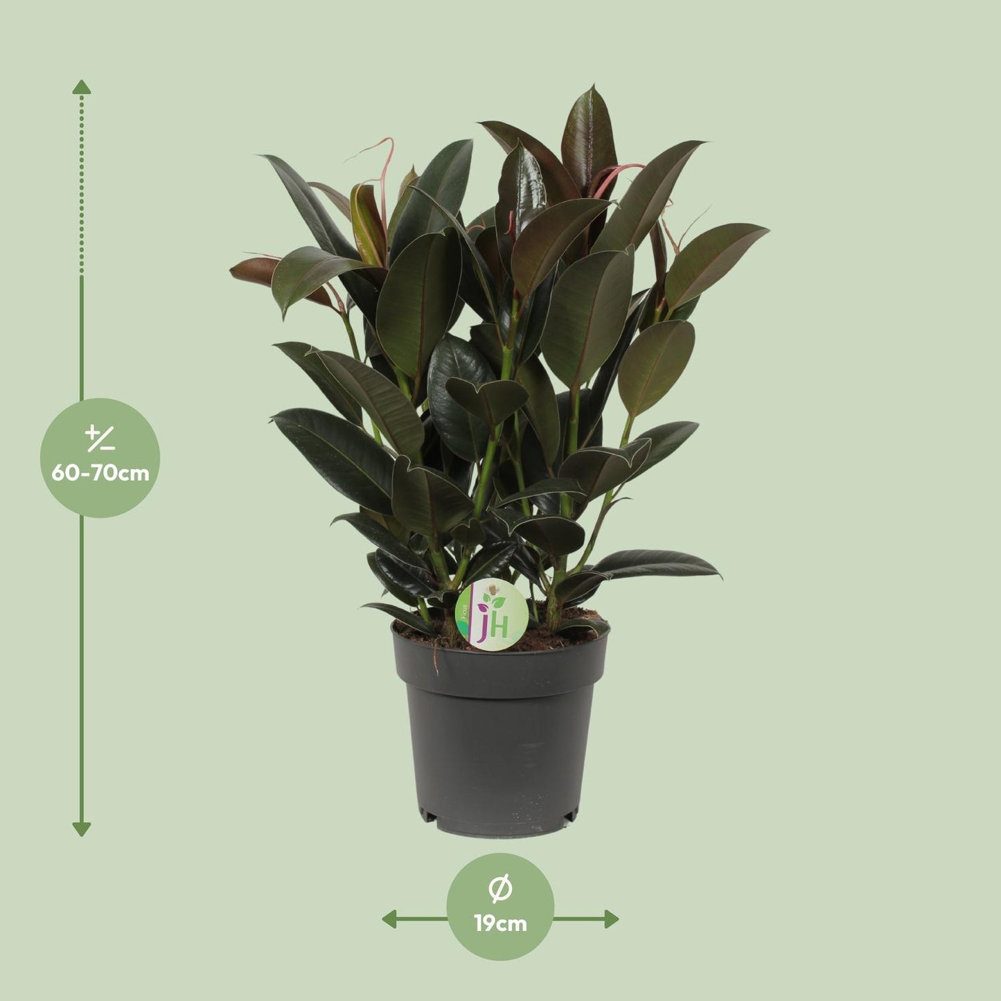 Ficus Melany - Ø19cm - ↕65cm by Pflanzfix24