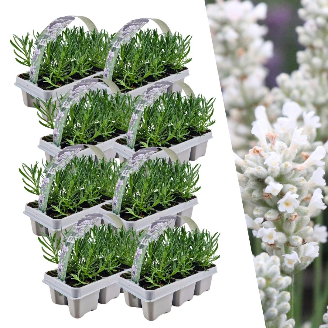 48 x Lavendel angustifolia weiß - 48 Pflanzen - Ø7 cm - Pflanzfix24