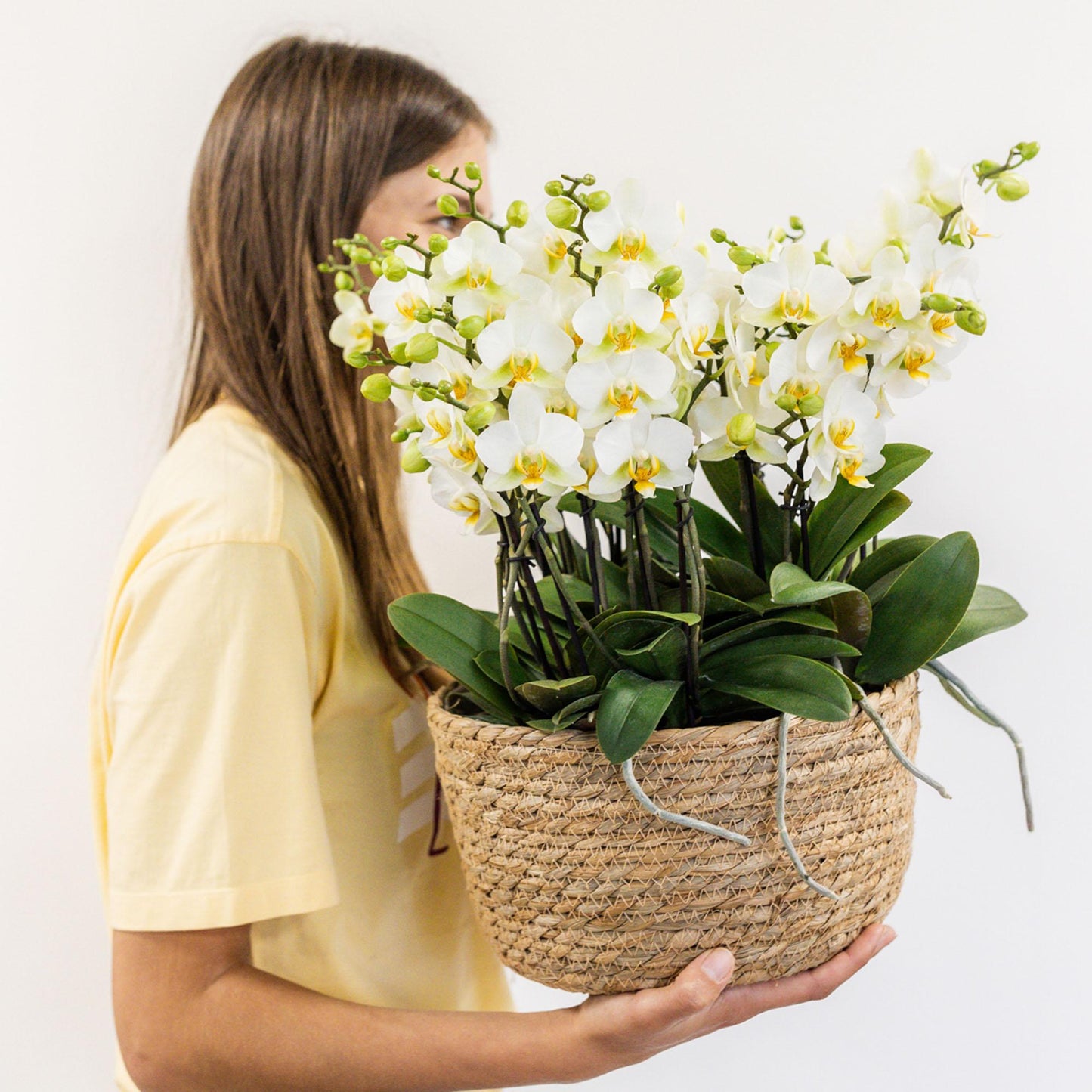 Kolibri Orchideen Set Weiß mit Wassertank – Pflanzfix24.de - Pflanzfix24.de