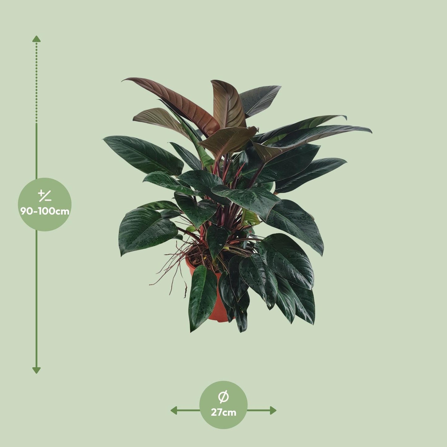 Philodendron Congo Rojo - Ø27 ↕100 by Pflanzfix24