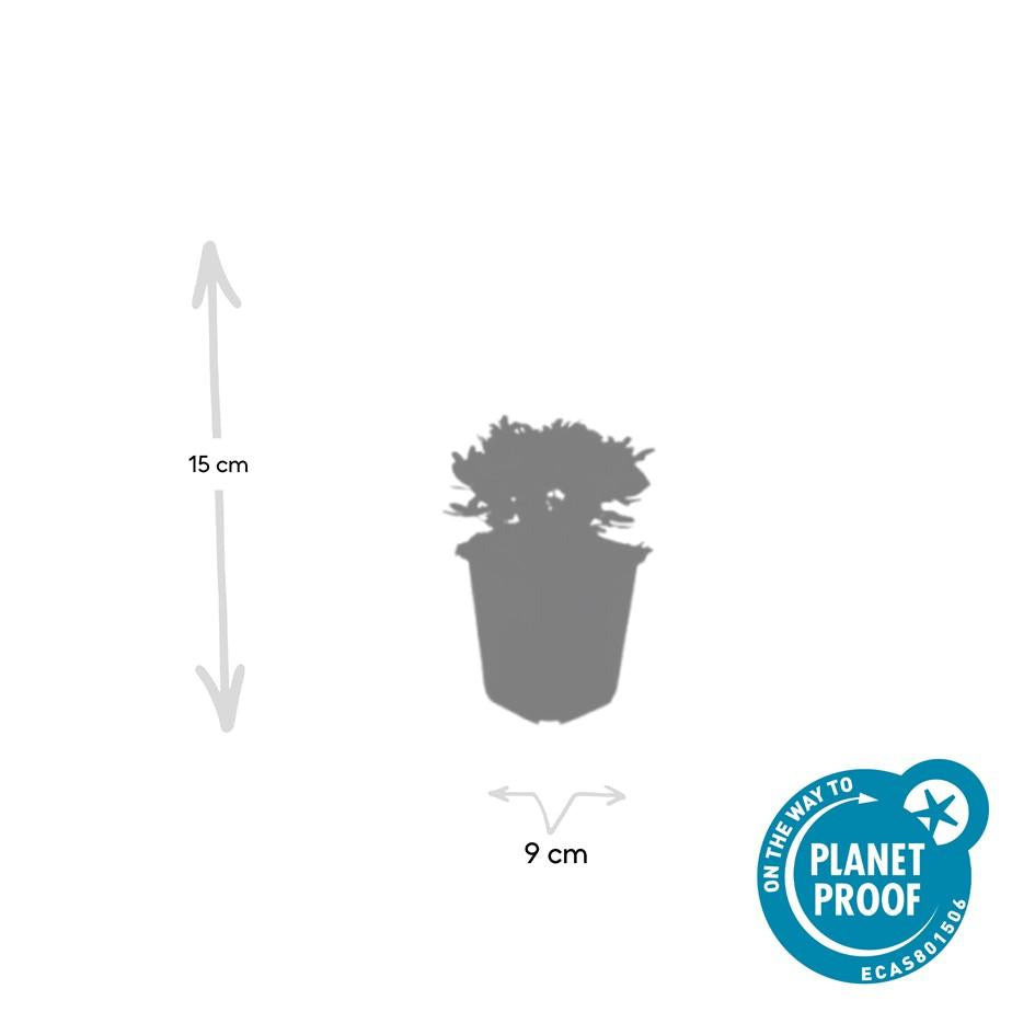 20x Potentilla tridentata 'Nuuk' – winterharter Bodendecker | Pflanzfix24