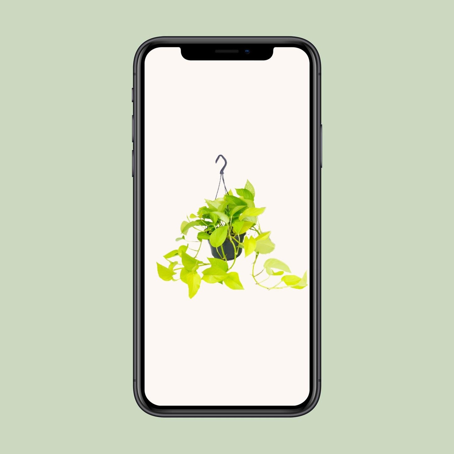 Epipremnum Golden Pothos - Scindapsus - Ø15 - ↕25cm - Pflanzfix24.de - Pflanzfix24.de