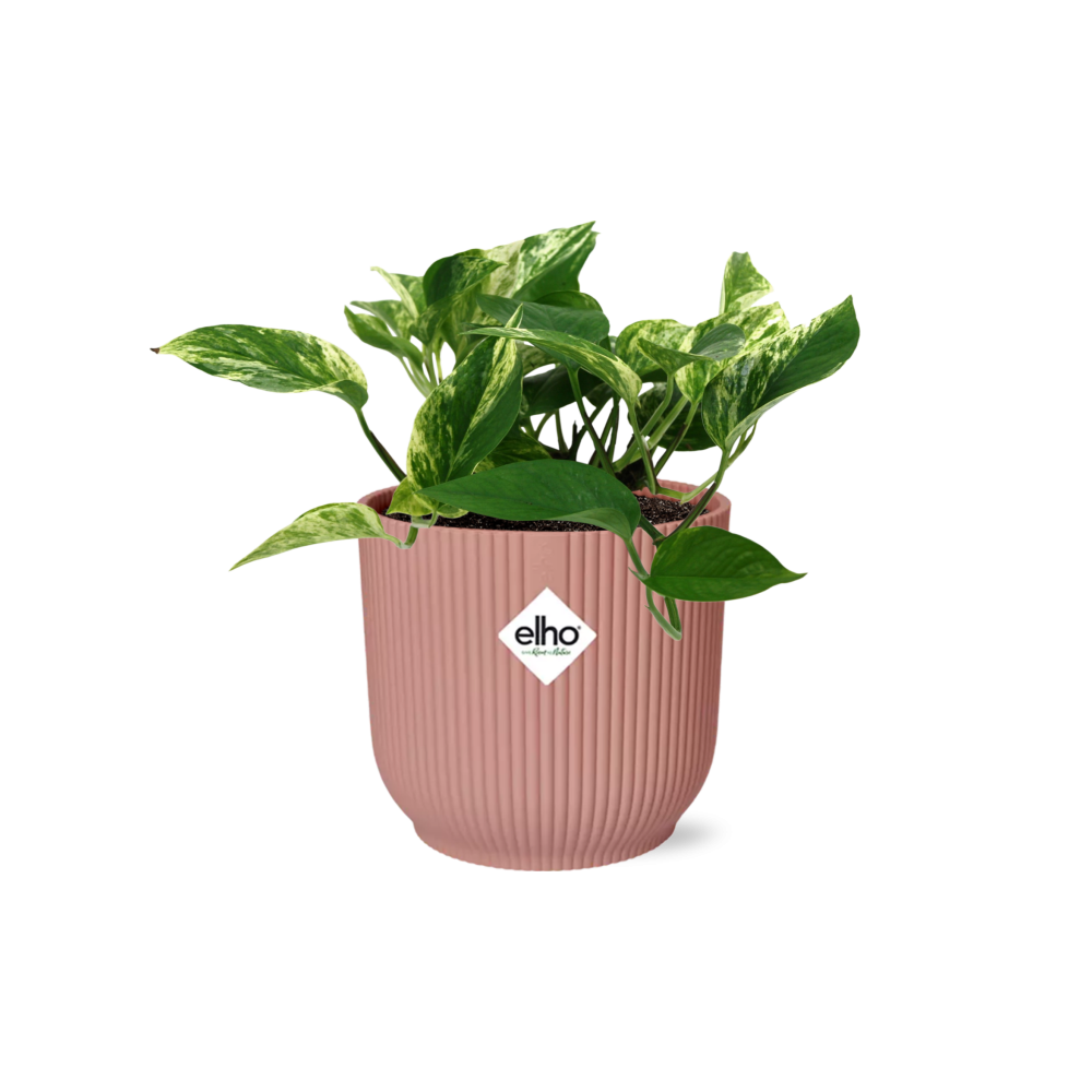 Scindapsus Marble Queen 14cm ELHO Vibes Fold - Pflanzfix24