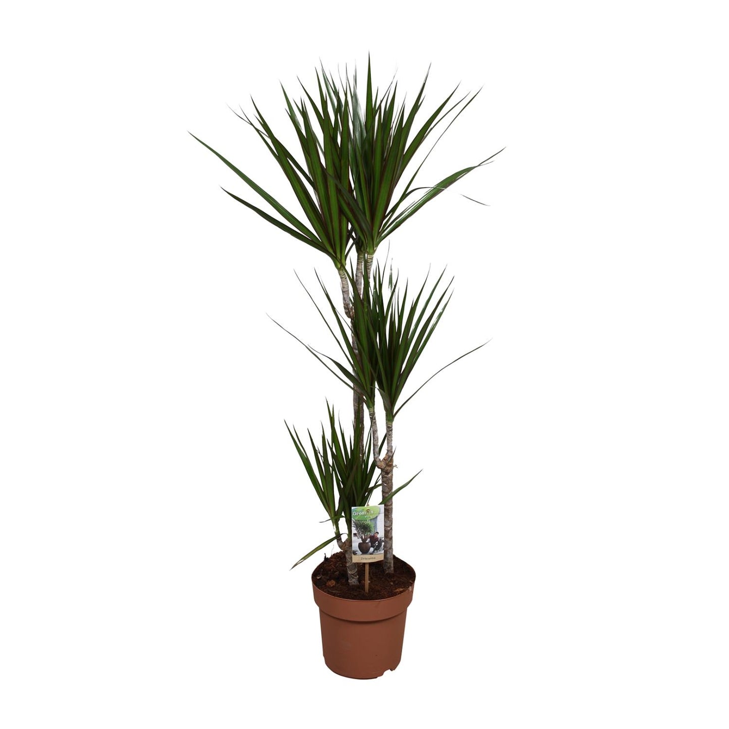 Dracaena Marginata - Indoor Plant - Pflanzfix24.de - Pflanzfix24.de
