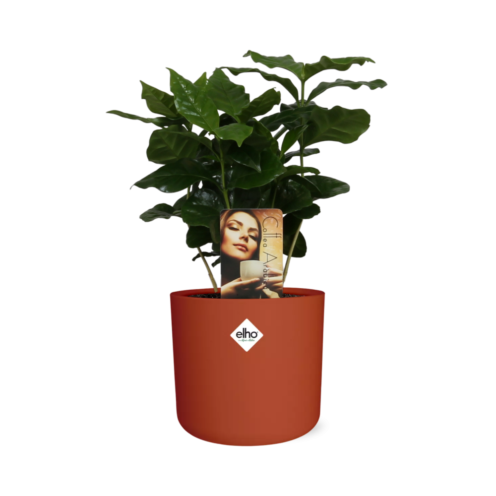 Coffea Arabica in ELHO b.for soft rond 14cm brique - Pflanzfix24