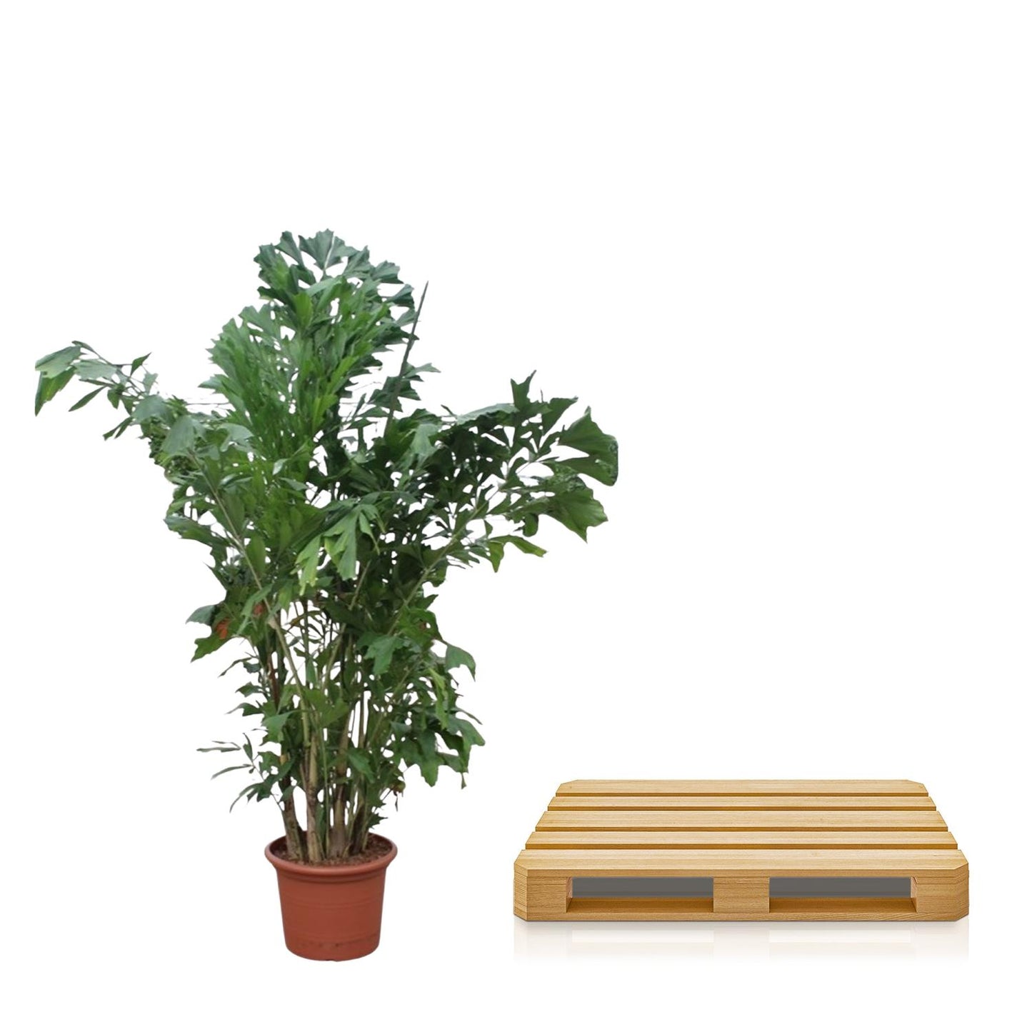 Caryota Mitis 220 cm – Fischschwanzpalme im Topf Ø45 – Pflanzfix24