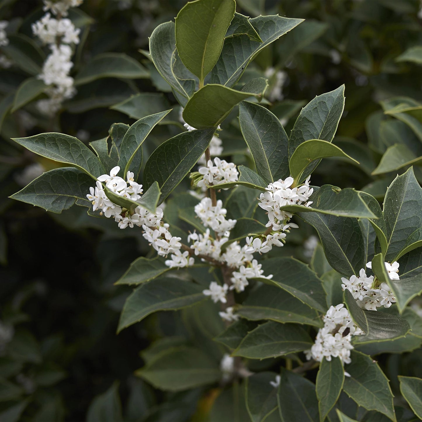 Pflanzfix24 - Osmanthus burkwoodii Heckenpflanzen - 8 Pflanzen - 1m - immergrün