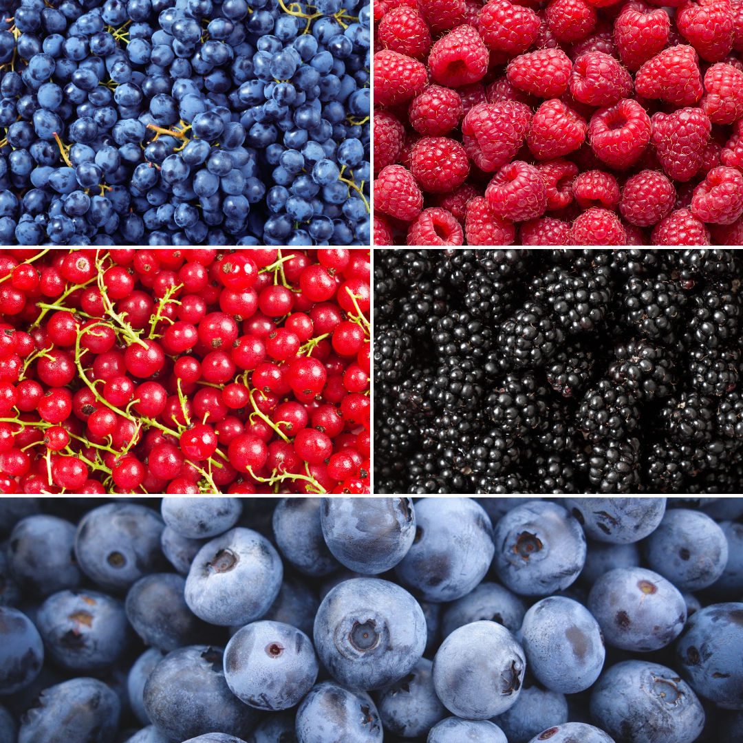Fruchtoase BIO Obstpflanzen Mix - Pflanzfix24