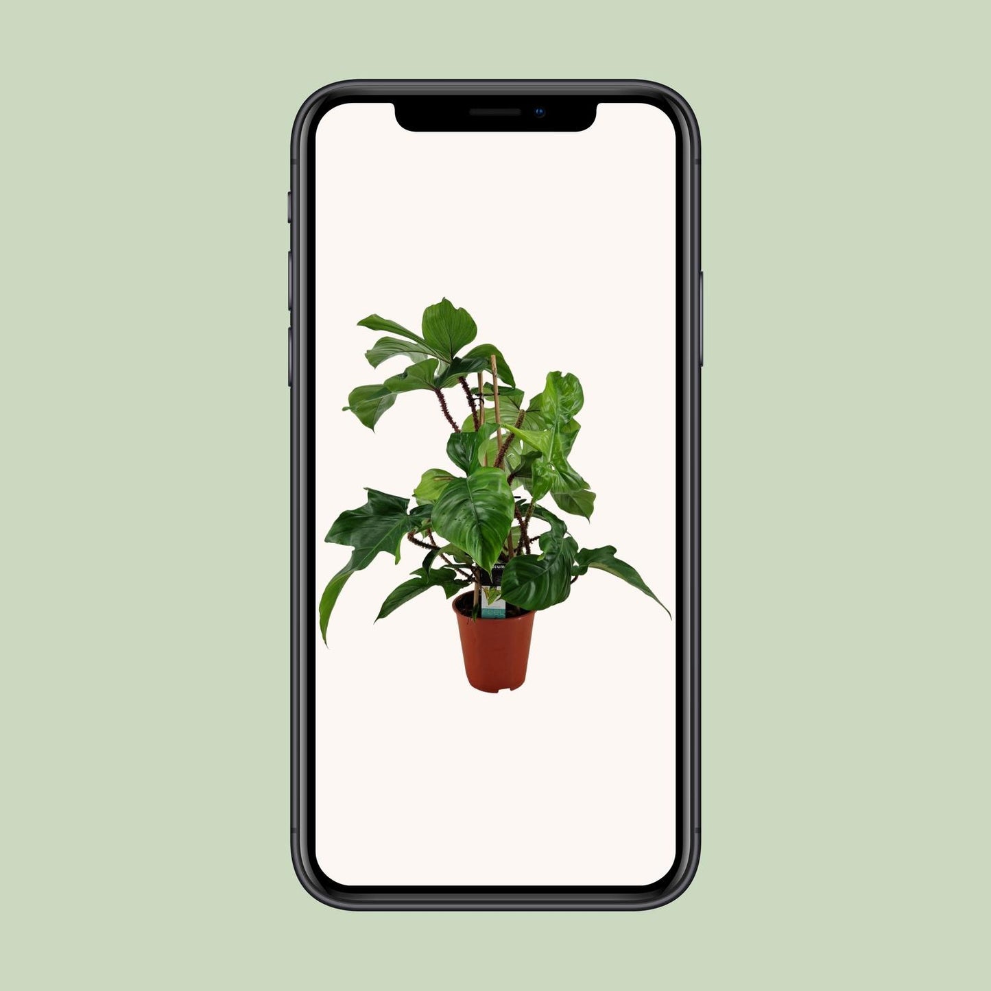 Philodendron Squamiferum - Ø19cm - ↕75cm - Pflanzfix24
