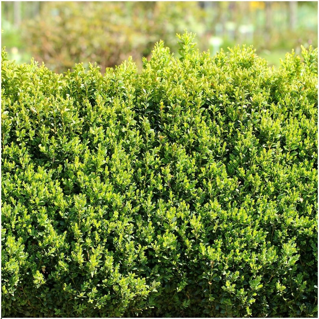 pflanzfix24 - 1 Meter Buxus Sempervirens Haag - Set von 6 Winterharten Heckenpflanzen
