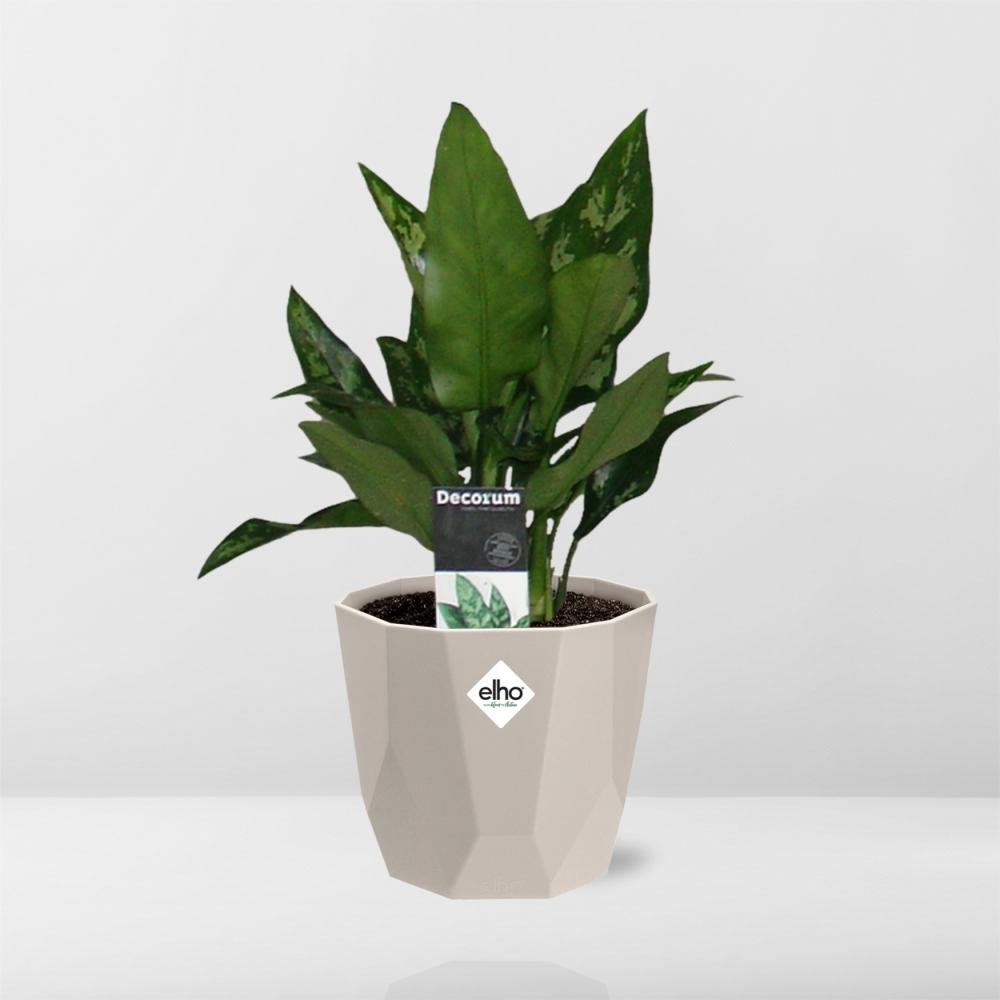Aglaonema Maria in ELHO b.for rock 14 cm warm grey - Pflanzfix24