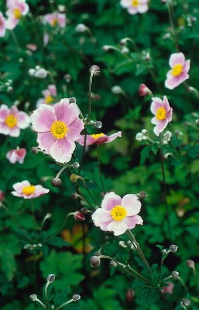 12x Anemone tom. 'Robustissima' – Purpurblaue Herbstanemone | Pflanzfix24.de - Pflanzfix24.de