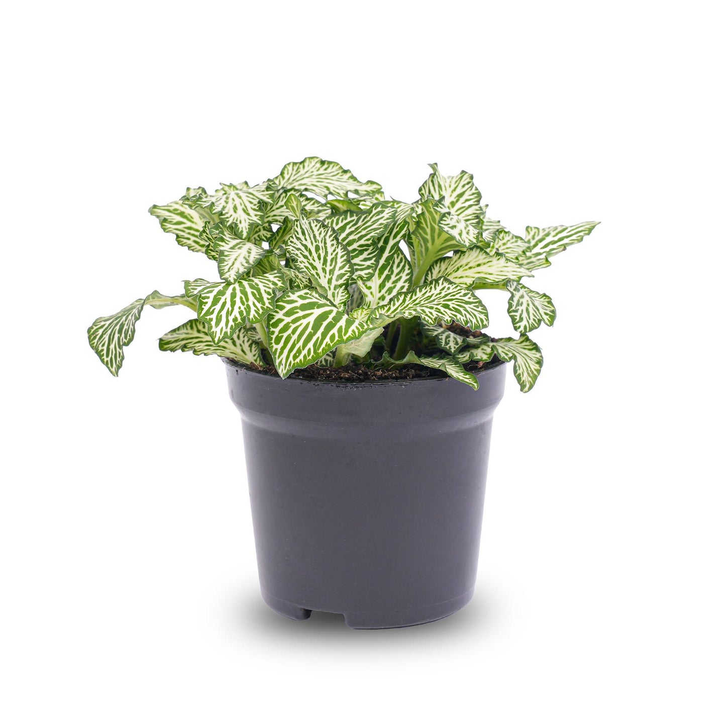 Fittonia Wit - White Tiger - Mozaiekplantje - Terrarium plant - Potmaat 8 - Pflanzfix24.de - Pflanzfix24.de