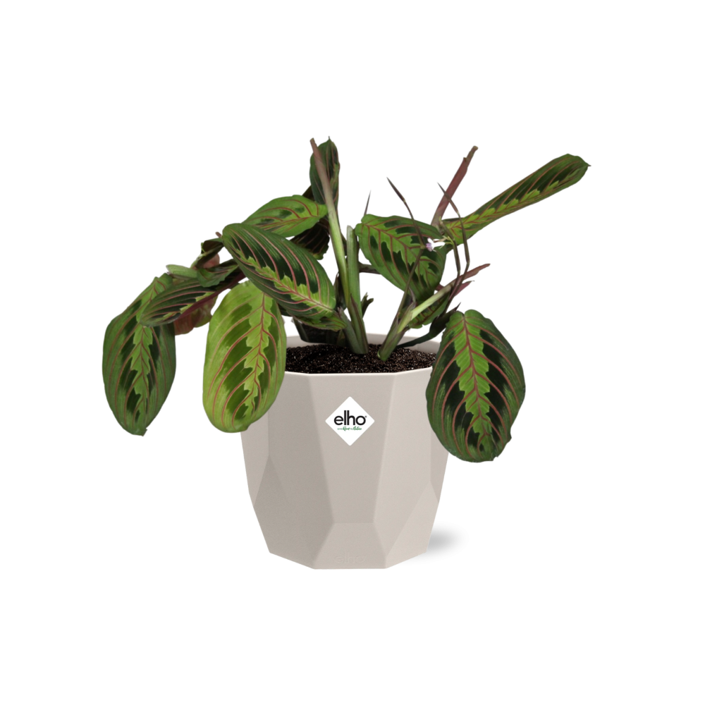 Maranta Leuconeura ‘Fascinator’ Tricolor in ELHO b.for rock 14 cm warm grey - Pflanzfix24