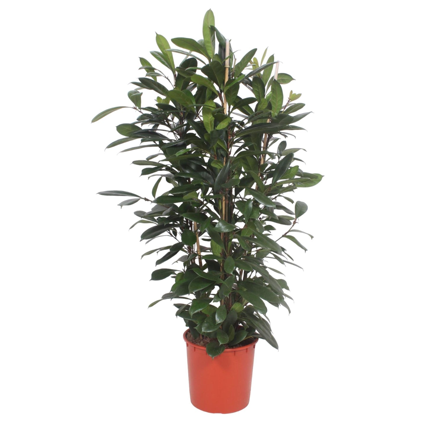Ficus Cyathistipula struik - 180 cm - ø34 - Pflanzfix24