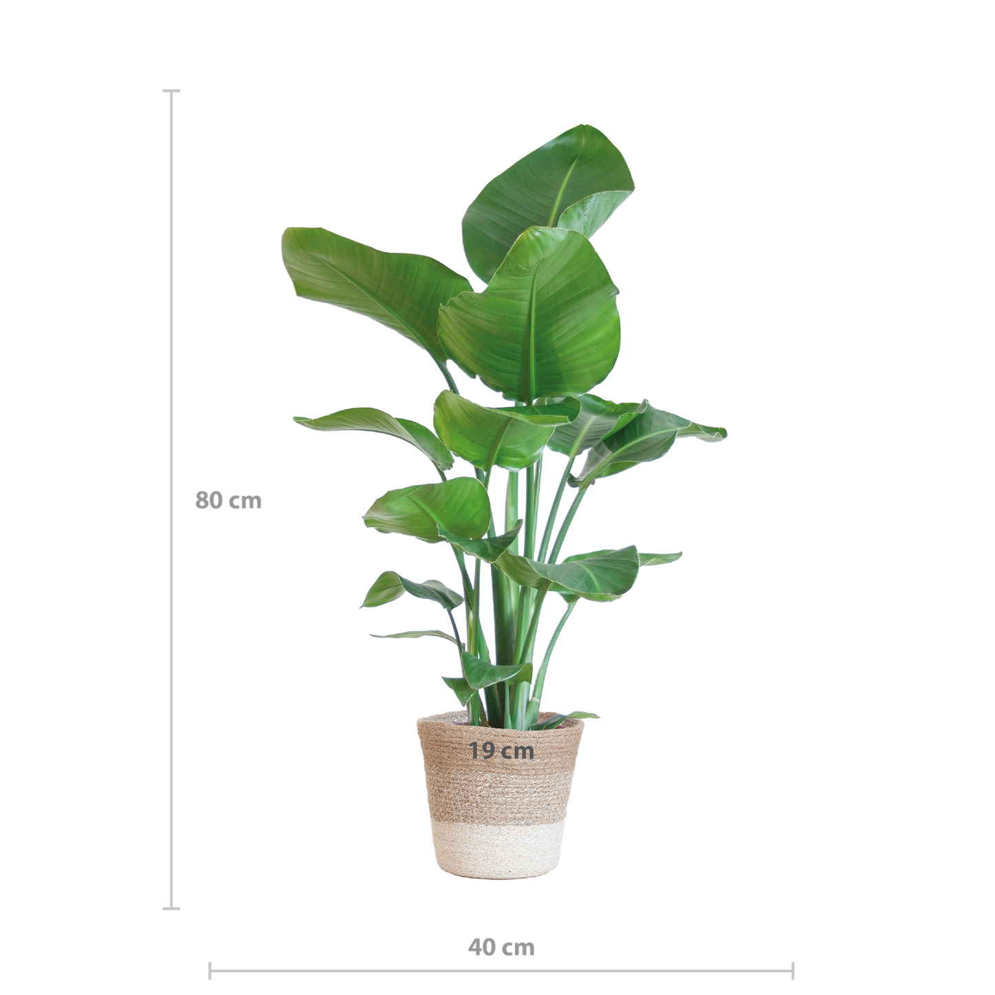 Strelitzia Nicolai 80 cm Ø19 mit Lissabon Korb weiß | Pflanzfix24.de - Pflanzfix24.de