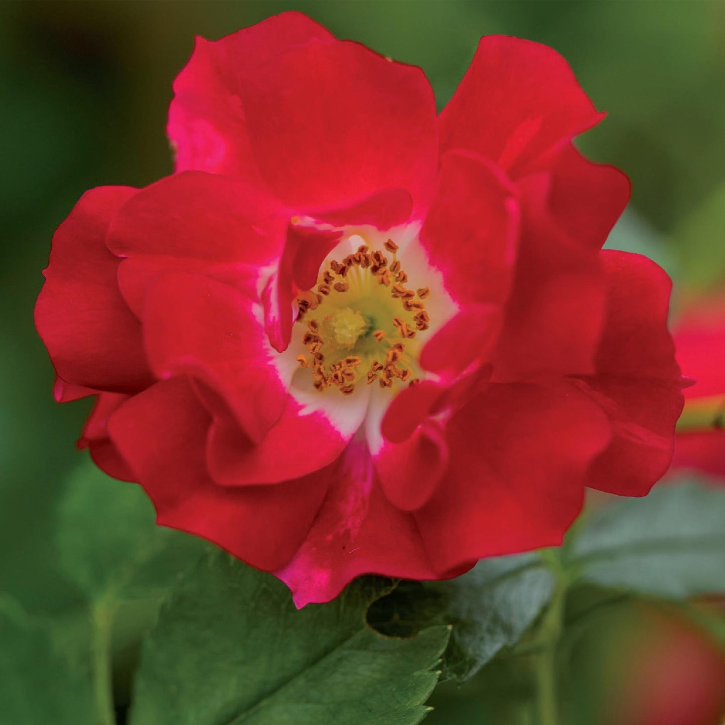 GreenboutiQ - Kletterrose - Rosa Red Queen - Blüte Rot - Geringer Pflegeaufwand - 2 Pflanzen - Topf 11cm Höhe 40cm - Pflanzfix24.de