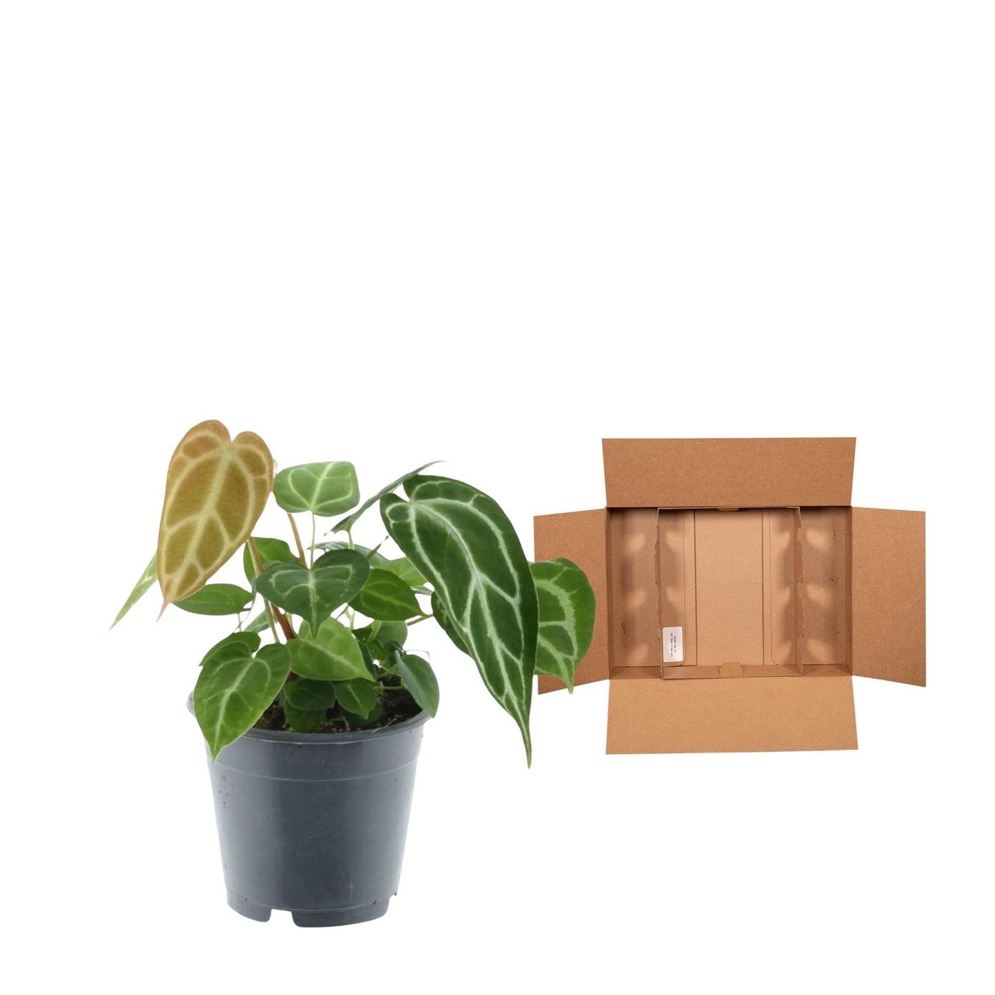 Anthurium Chrystallium 35 cm - Pflanzfix24.de - Pflanzfix24.de