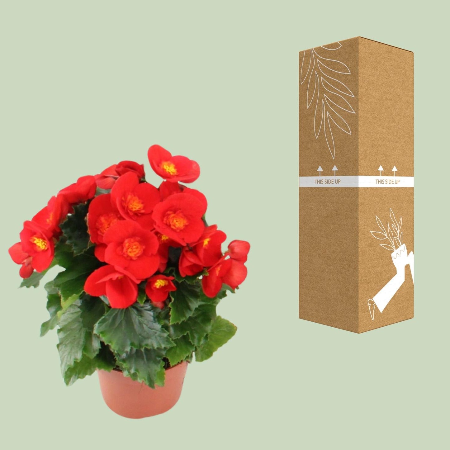Begonia Sweeties Red - Ø12cm - ↕25cm - Pflanzfix24