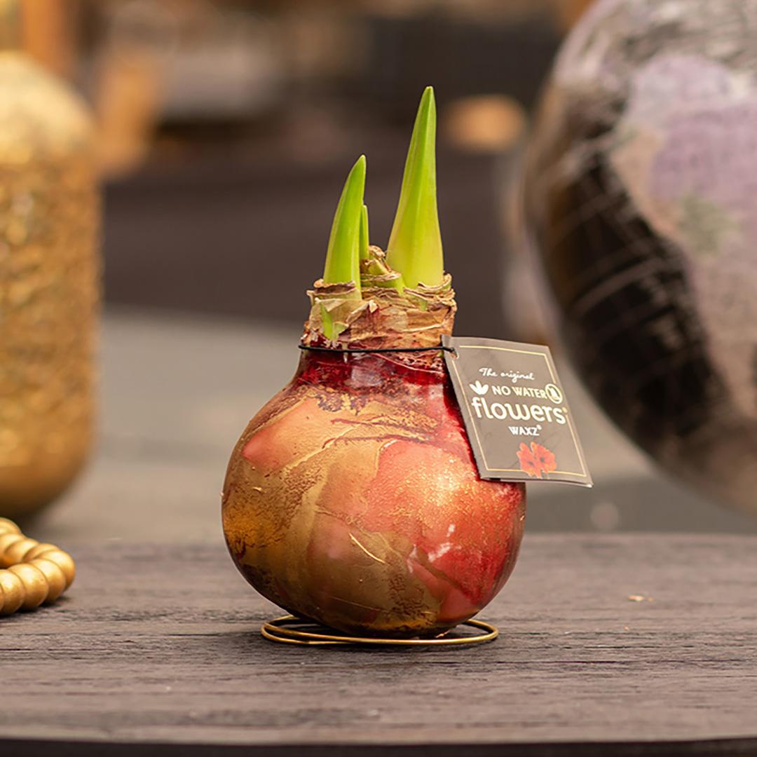 No Water Flowers® (wax amaryllis) | Univerz Jupiter Mix (3 pack) + Red flower - Pflanzfix24