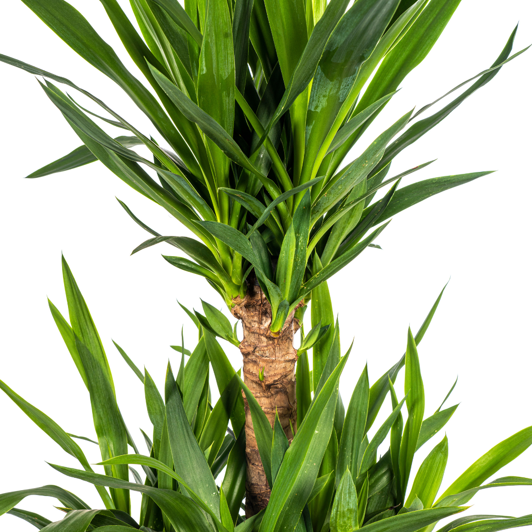 Yucca Elephantipes 90-110 cm Topf Ø30 cm – Robust & Modern | Pflanzfix24.de - Pflanzfix24.de