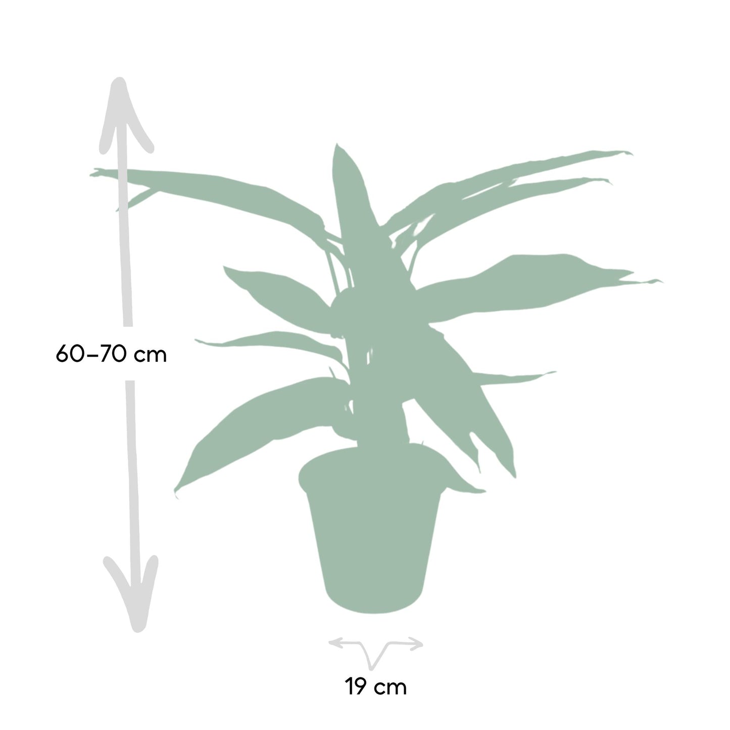 Calathea Triostar - Pfauenpflanzet - Ø19cm - ↕70cm