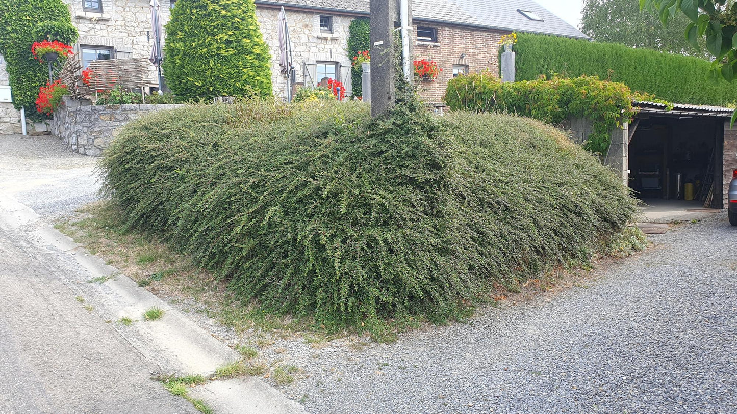 20x Cotoneaster 'Coral Beauty' von Pflanzfix24.de - ↕10-25cm - Ø9cm - Pflanzfix24.de
