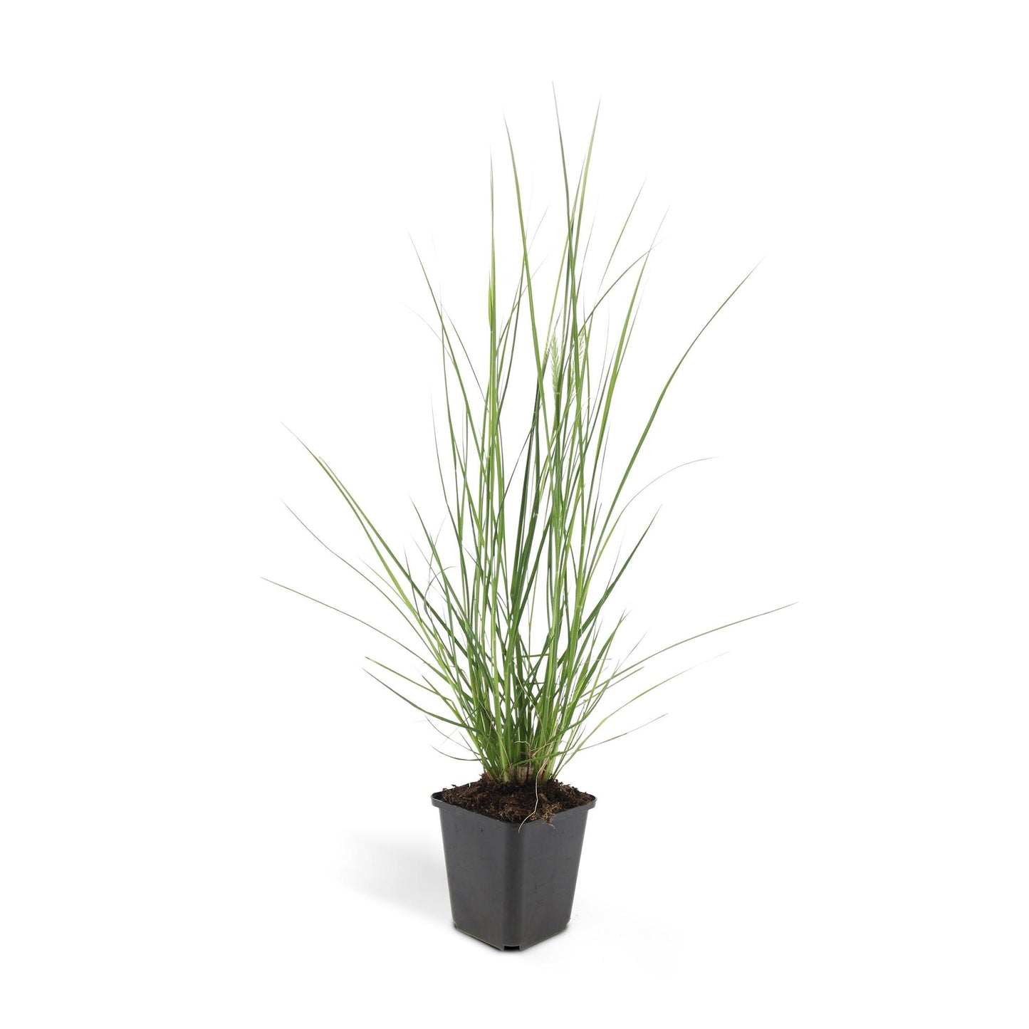 12x Pennisetum alopecuroides 'Hameln' – Ziergras | Pflanzfix24.de - Pflanzfix24.de