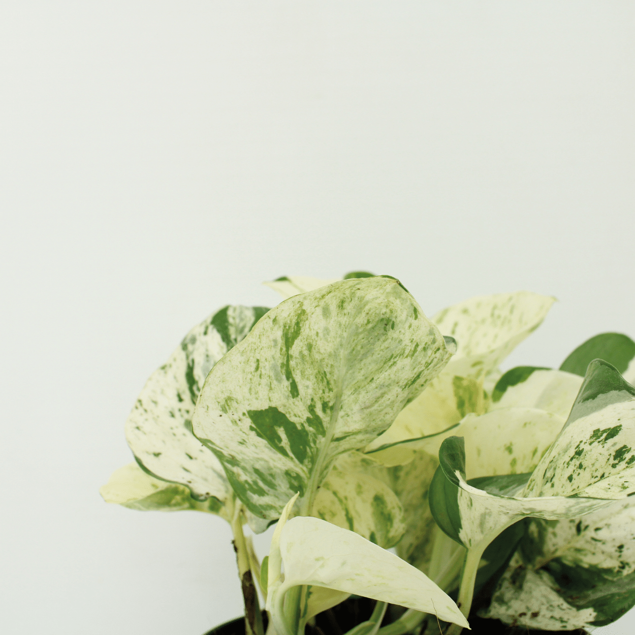 4x Epipremnum Happy Leaf - Scindapsus - 15cm - ø12 bei Pflanzfix24.de - Pflanzfix24.de