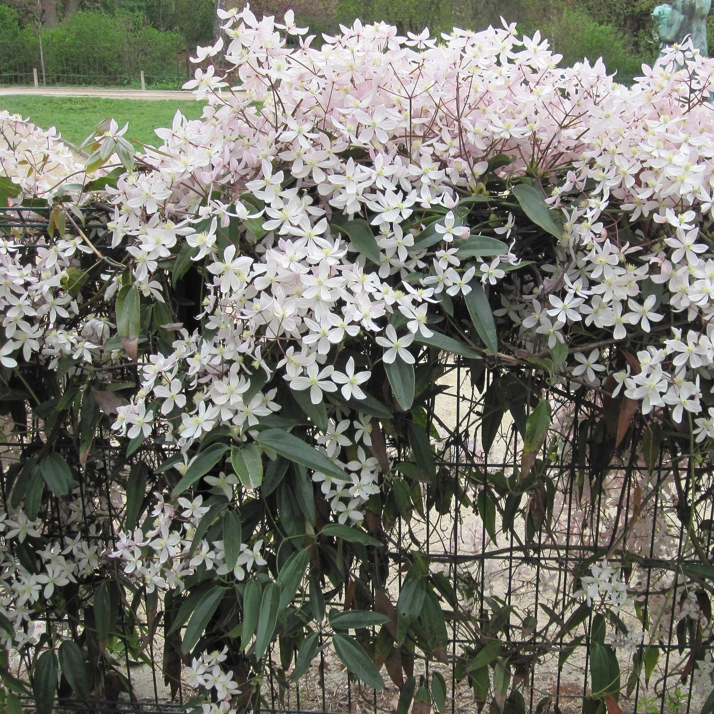 Pflanzfix24 - Clematis armandii Apple Blossom - Immergrüne Kletterpflanze - Rosa Blüte - 1 Pflanze im 11cm Topf