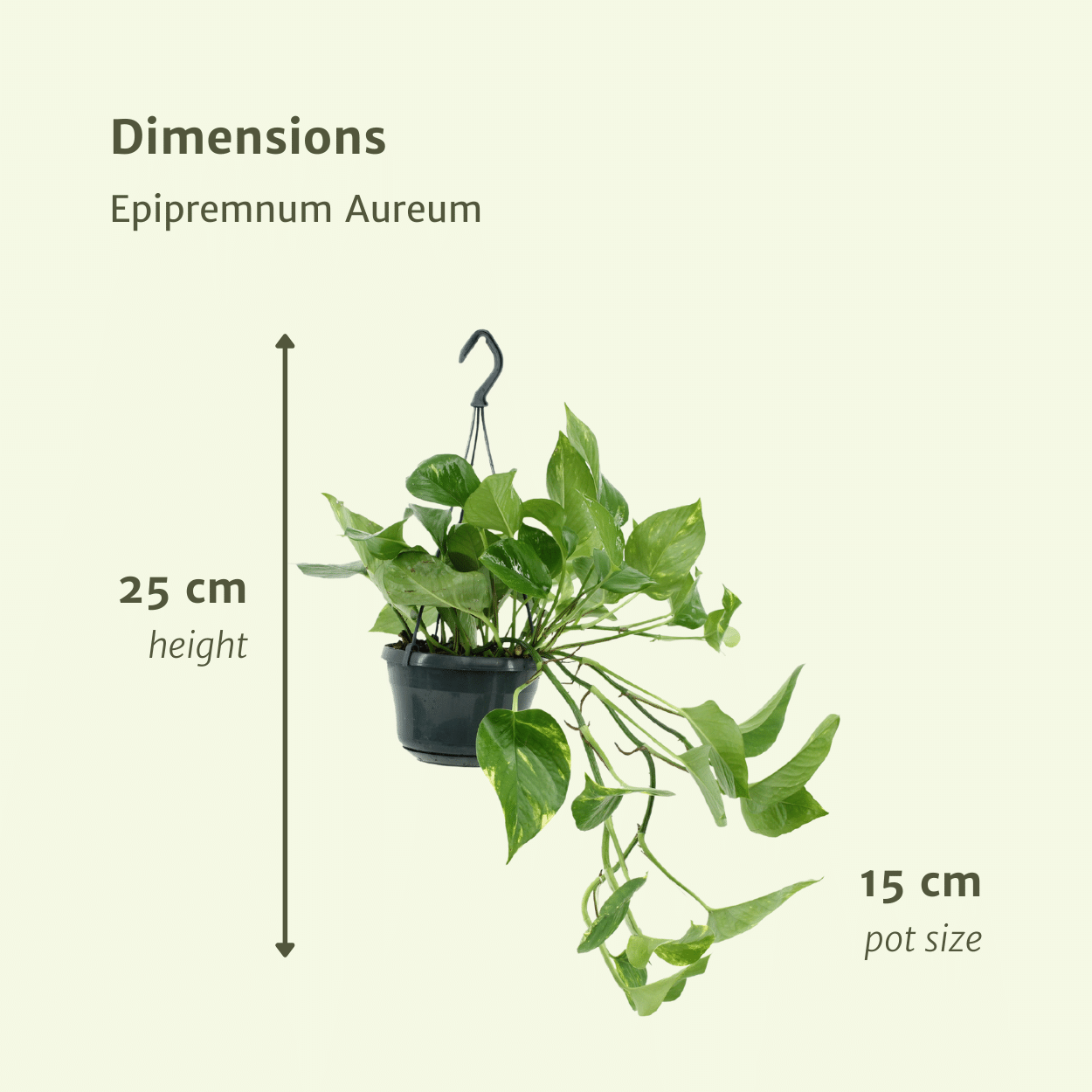 2x Epipremnum Aureum - Scindapsus - 25cm - ø15 - Pflanzfix24.de - Pflanzfix24.de