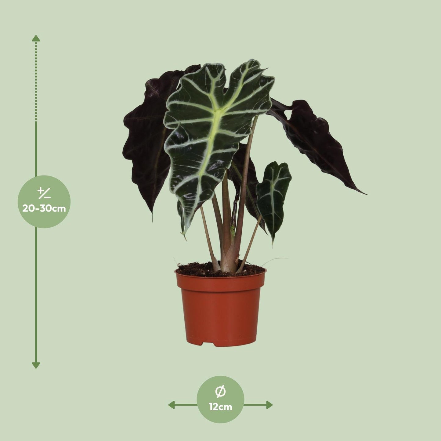 Alocasia Amazonica Polly - Ø12cm - ↕30cm bei Pflanzfix24.de - Pflanzfix24.de