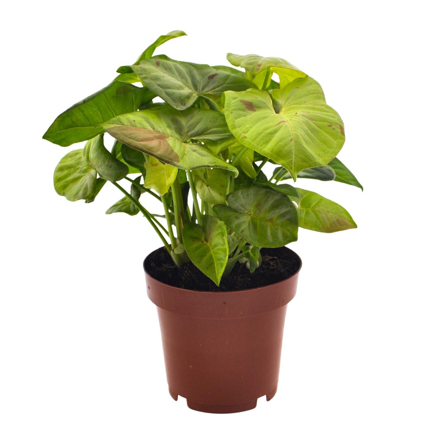 Syngonium Milk Confetti - Ø12cm - ↕20cm - Pflanzfix24