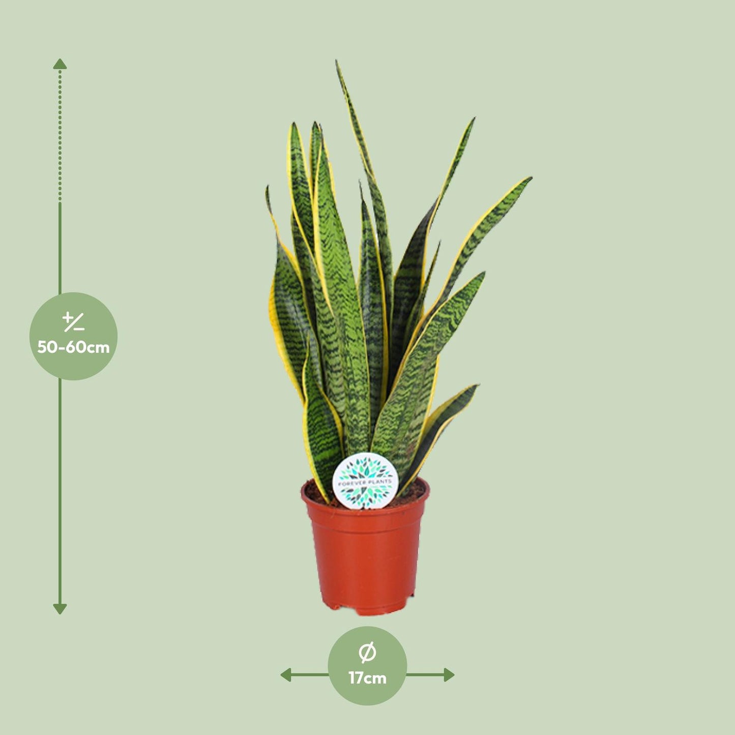 Sansevieria Trifasciata Laurentii Ø17cm | Luftreinigende Zimmerpflanze - Pflanzfix24