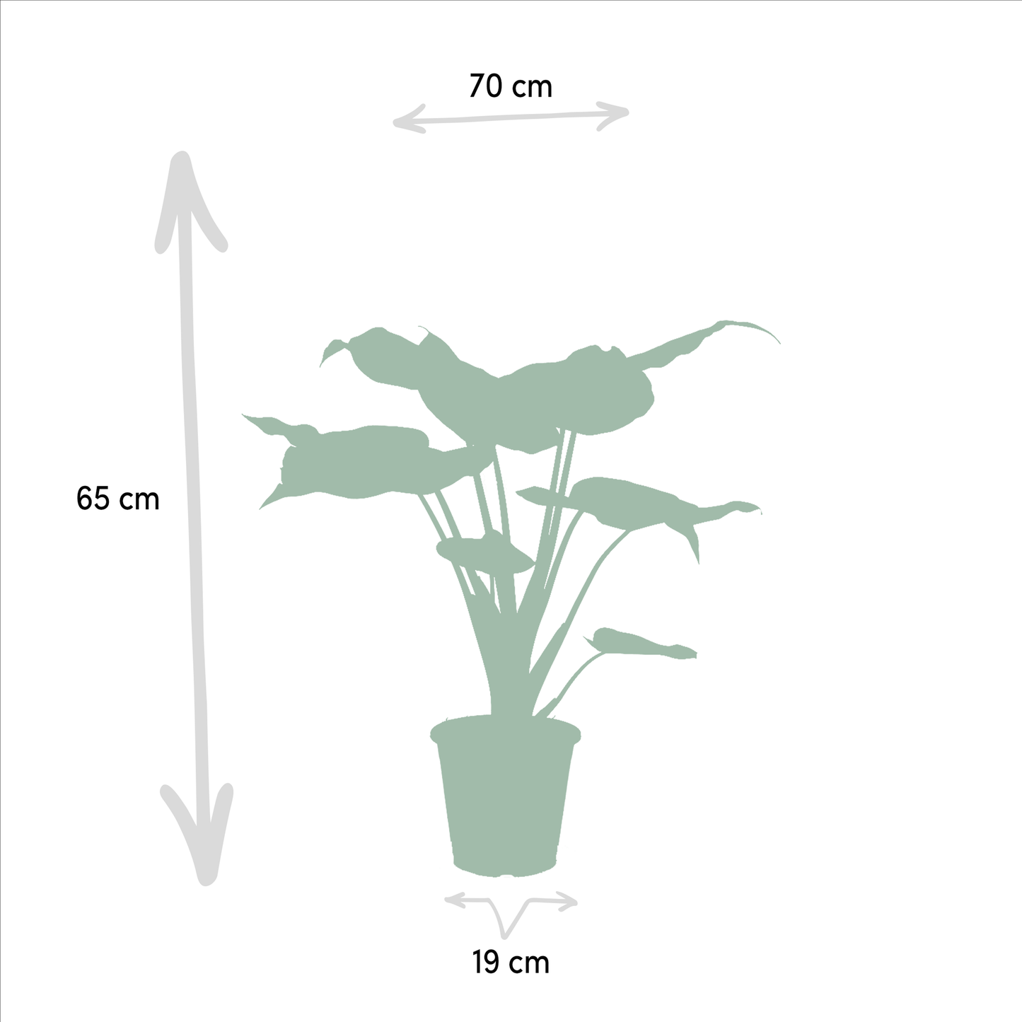 Alocasia Cucullata & Alocasia Wentii - Zimmerpflanzen-Set - Pflanzfix24.de - Pflanzfix24.de