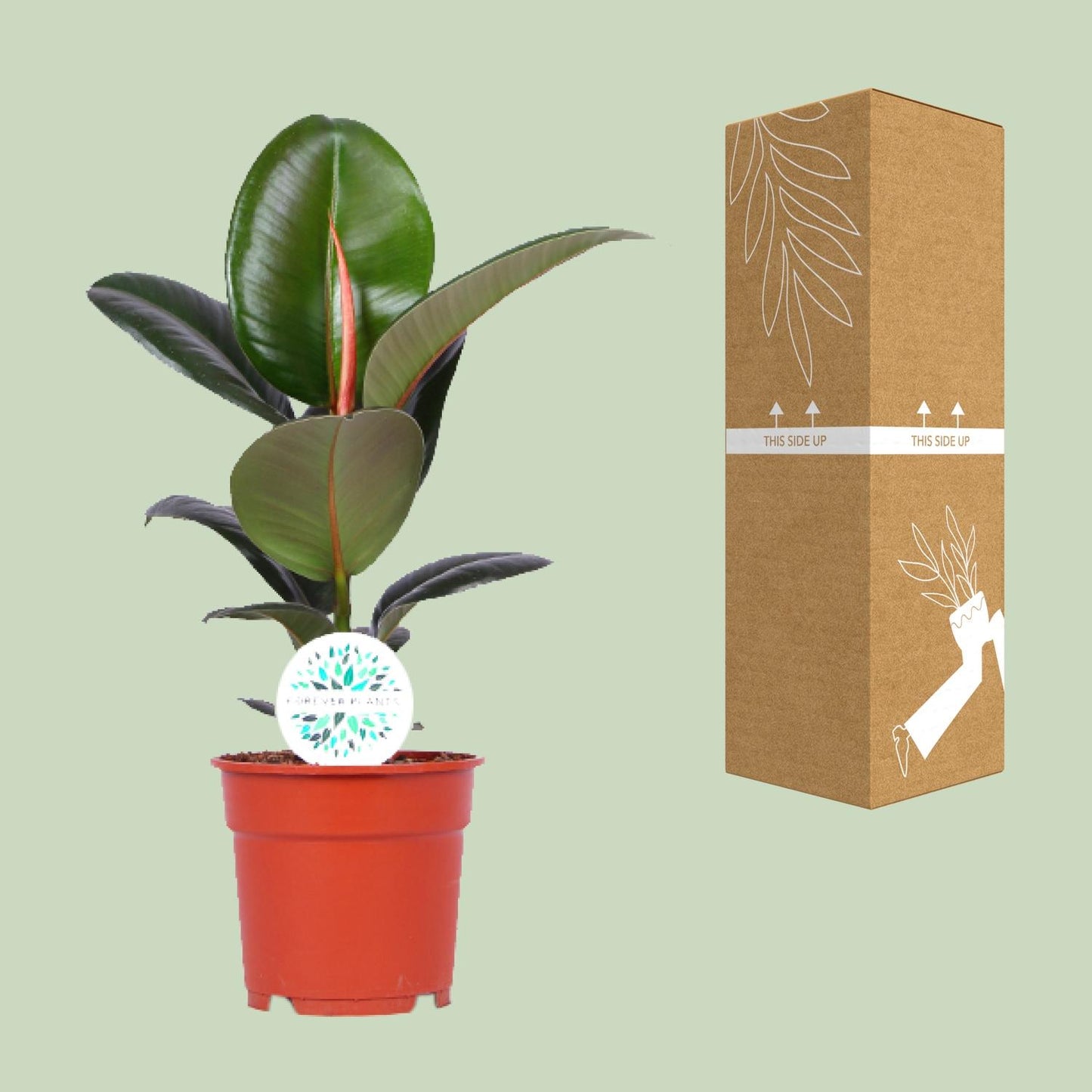 Ficus Elastica Robusta - Ø17cm - ↕55cm bei Pflanzfix24.de - Pflanzfix24.de