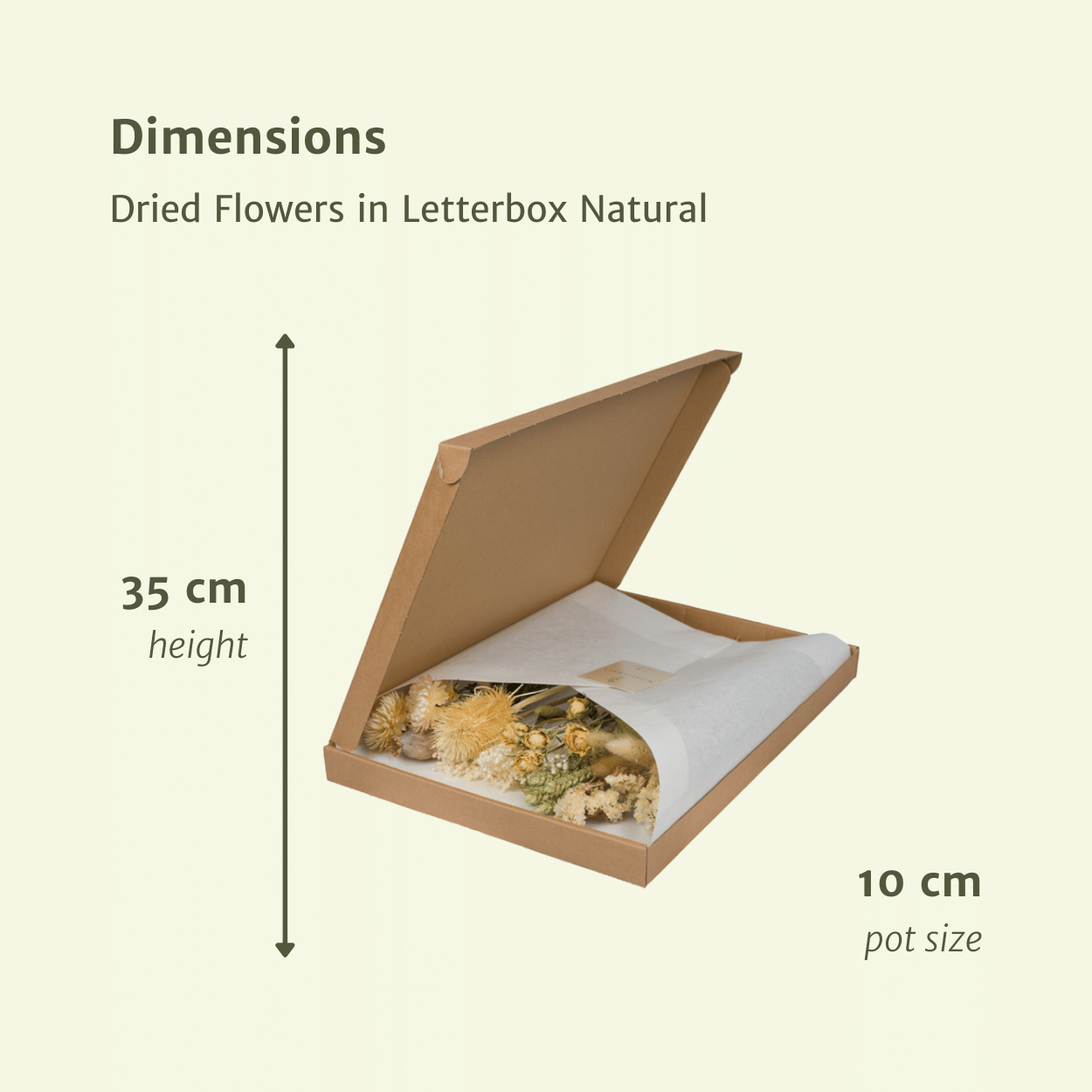 Trockenblumen Natural im Briefkasten – Pflanzfix24.de - Pflanzfix24.de