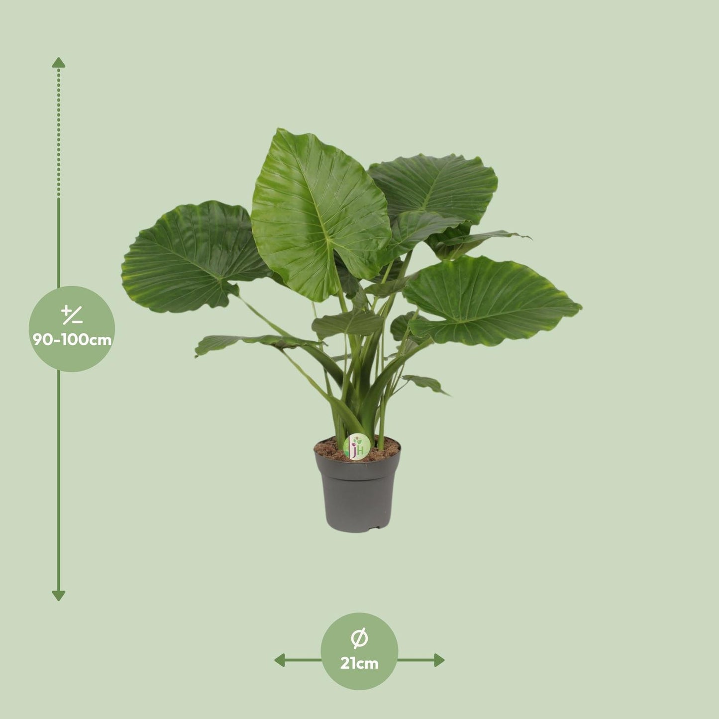 Alocasia Gageana California - Ø21cm - ↕80cm - Pflanzfix24.de - Pflanzfix24.de