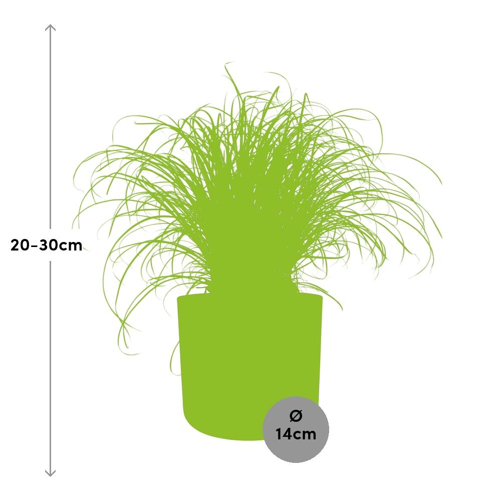 Cyperus Alternifolius Schirmgras Zimmerpflanze - ELHO b.for soft rund 14cm - brique - Pflanzfix24