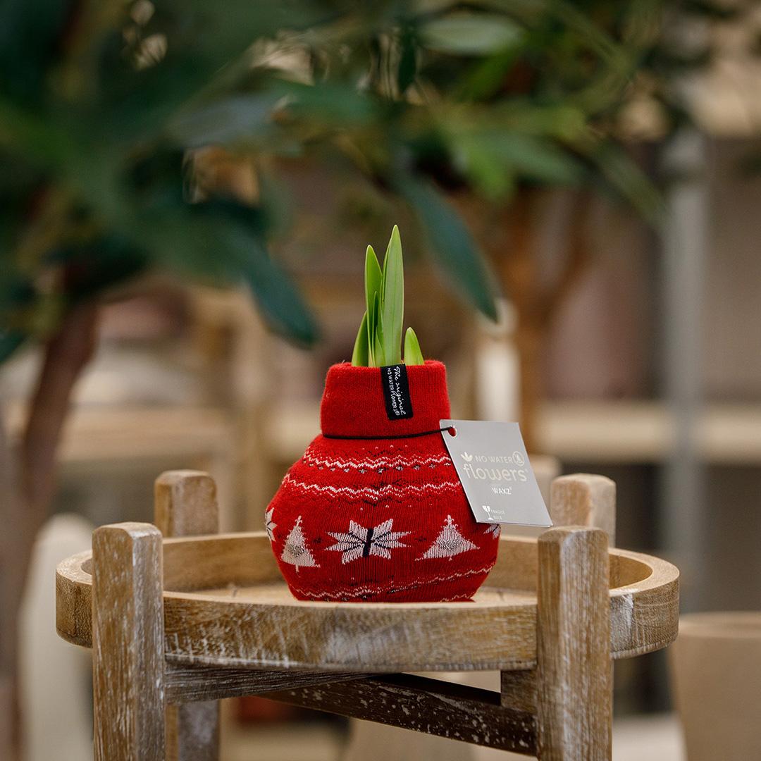 No Water Flowers® (wax amaryllis) | Fashionz Nordic - Red + Red flower - Pflanzfix24