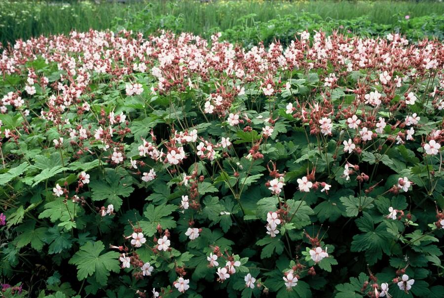 6x Geranium macr. 'Spessart' - ↕10-25cm - Ø9cm von Pflanzfix24