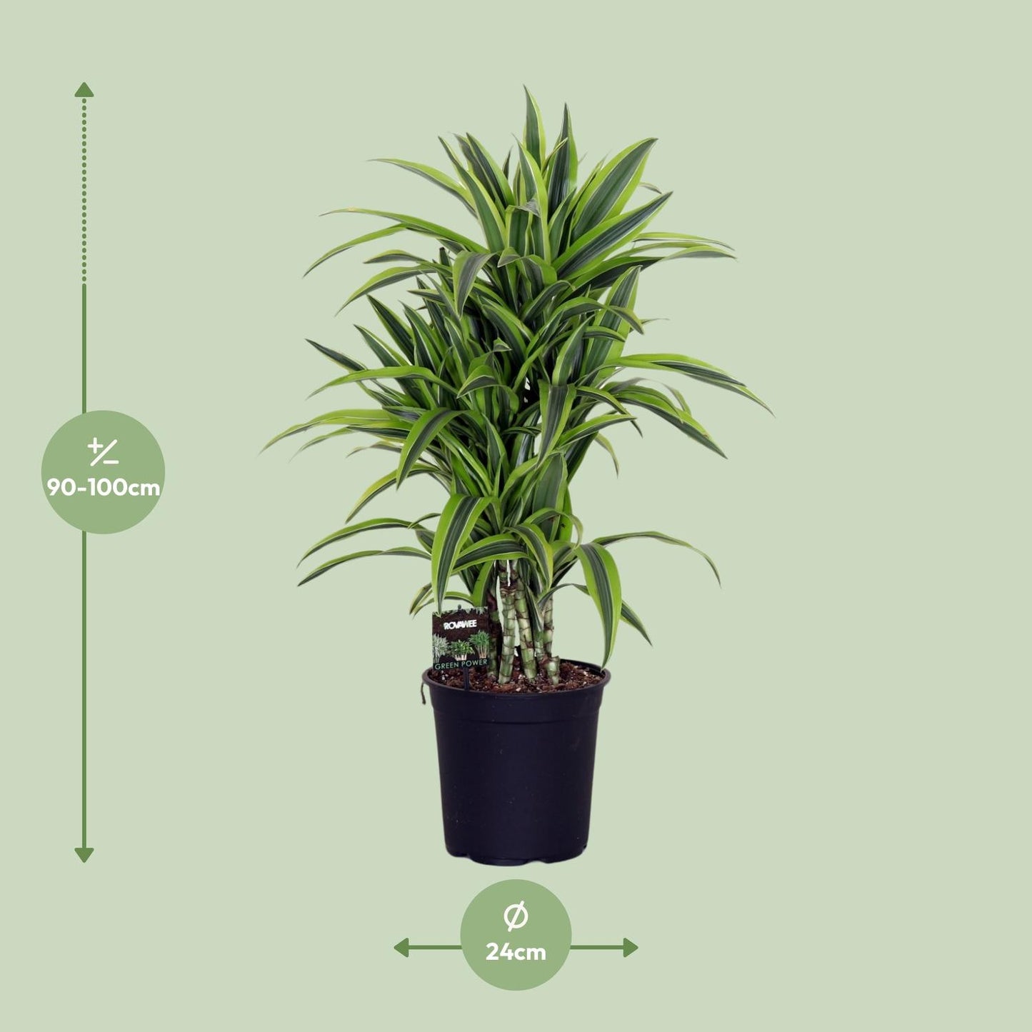 Dracaena Fragr. Lemon Lime - Ø24cm - ↕100cm - Pflanzfix24