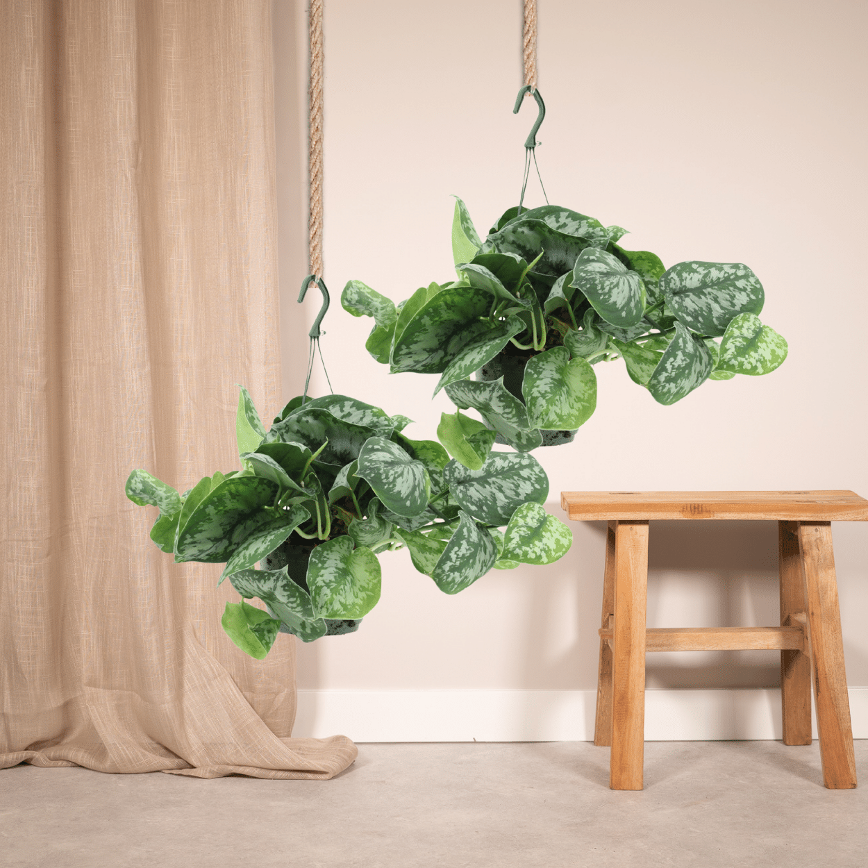 Scindapsus Pictus Trebie 2er-Set Ø15cm, 25cm hoch – Zimmerpflanzen | Pflanzfix24.de - Pflanzfix24.de