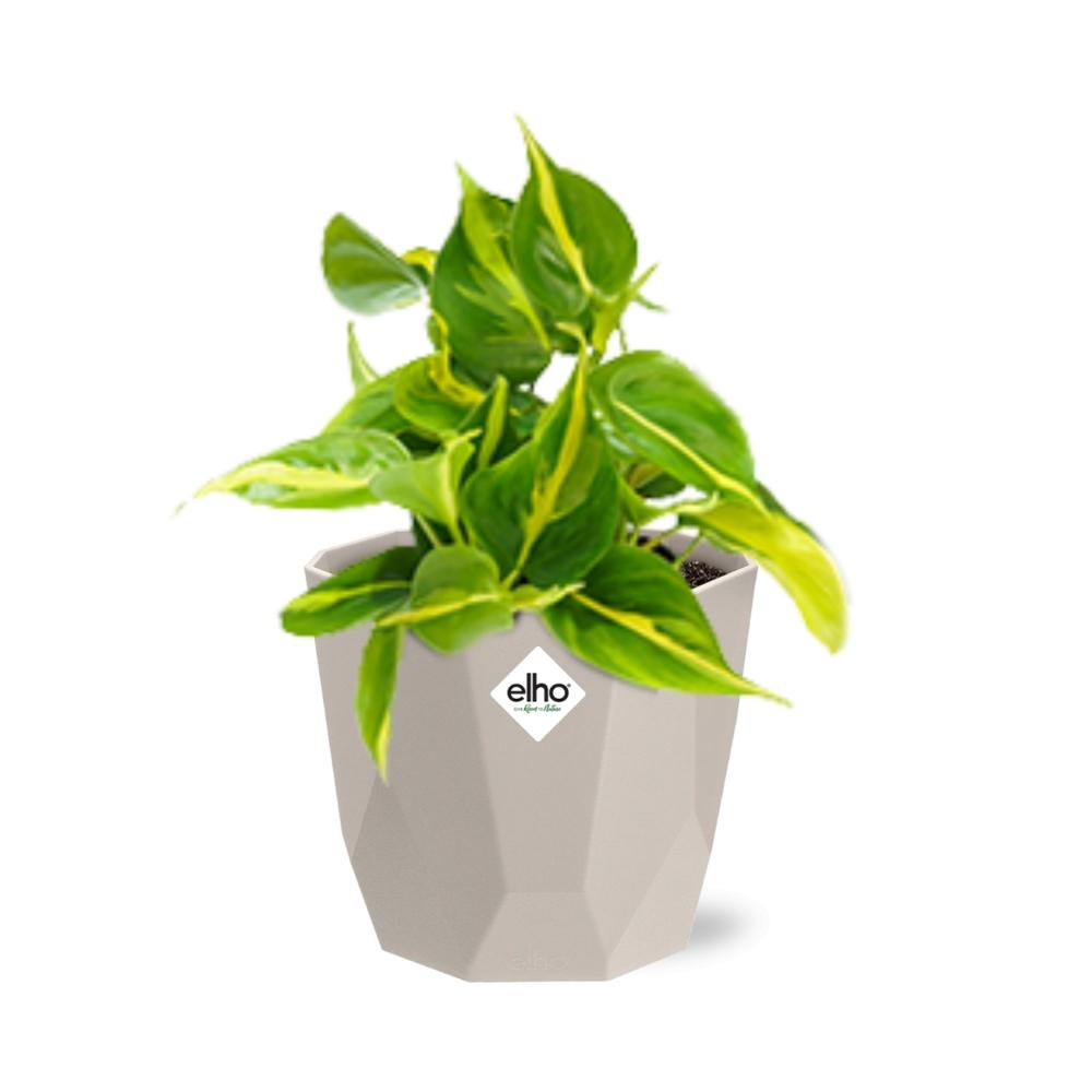 Philodendron Scandens ‘Brasil’ in ELHO b.for rock 14 cm warm grey - Pflanzfix24
