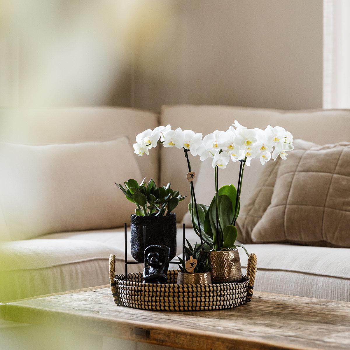 Pflanzset Home Hub – Orchidee & Grünpflanzen | Pflanzfix24.de - Pflanzfix24.de