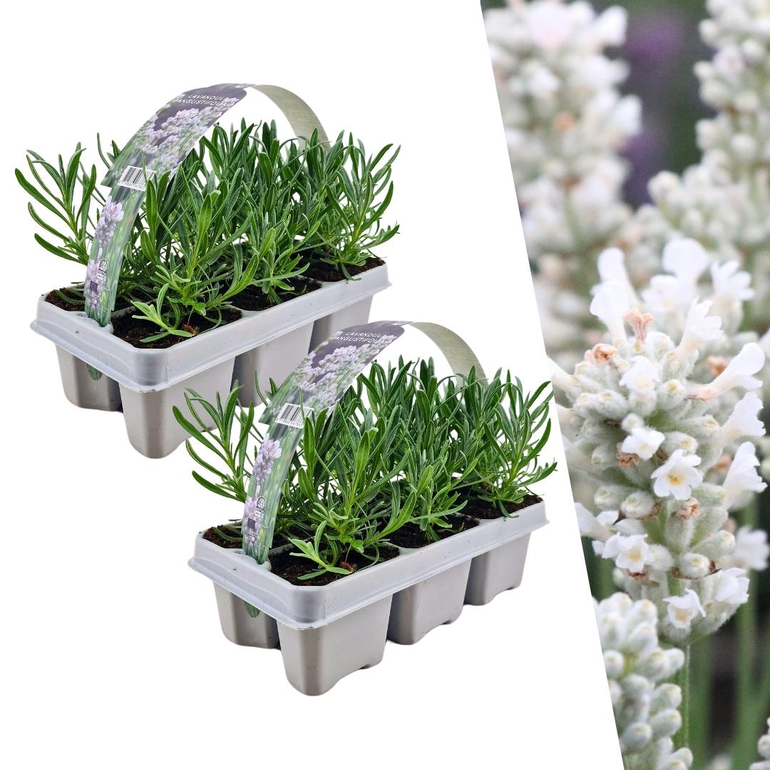 12er Set Lavendel Angustifolia Weiß - Ø7 cm - Pflanzfix24.de