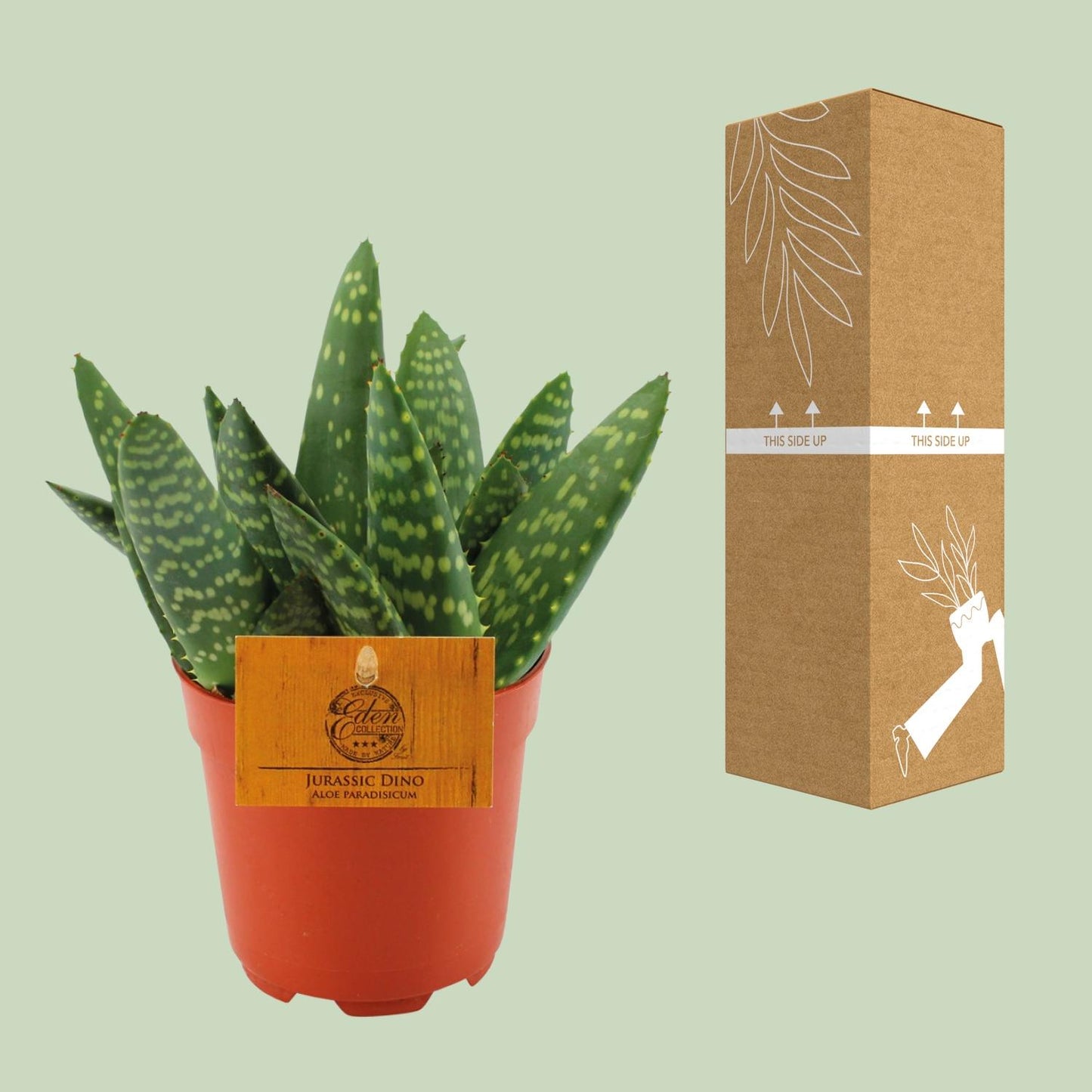 Aloe Paradisicum - Ø10,5 ↕15 bei Pflanzfix24.de - Pflanzfix24.de