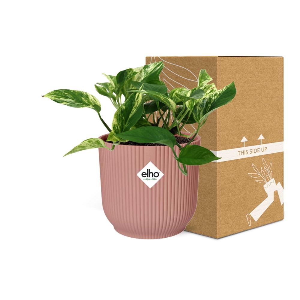 Scindapsus Marble Queen 14cm ELHO Vibes Fold - Pflanzfix24