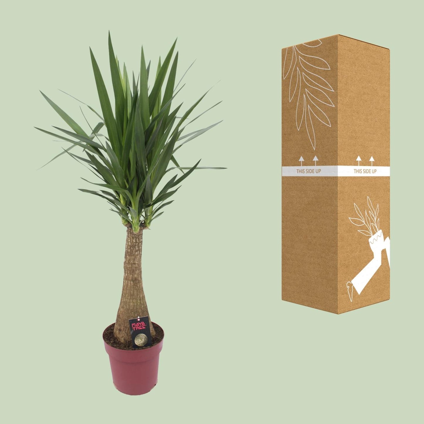 Yucca 'Maya Tree' 60stam P27 - Pflanzfix24
